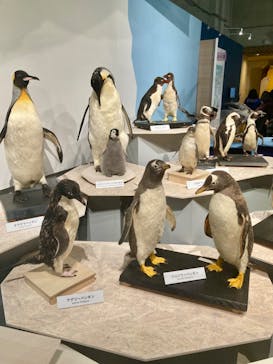 特別展「鳥 ～ゲノム解析が解き明かす新しい鳥類の系統～」国立科学博物館に投稿された画像（2025/1/20）