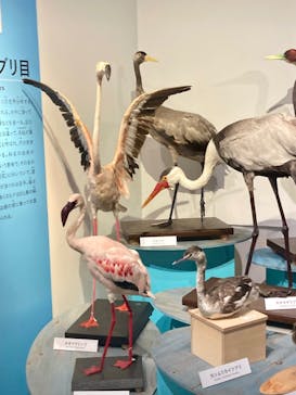 特別展「鳥 ～ゲノム解析が解き明かす新しい鳥類の系統～」国立科学博物館に投稿された画像（2025/1/20）