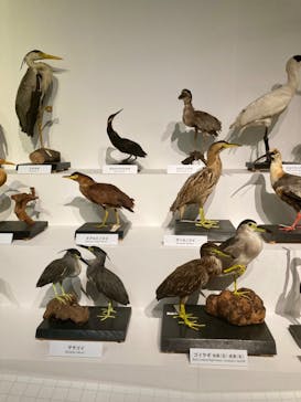 特別展「鳥 ～ゲノム解析が解き明かす新しい鳥類の系統～」国立科学博物館に投稿された画像（2025/1/20）