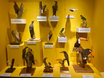 特別展「鳥 ～ゲノム解析が解き明かす新しい鳥類の系統～」国立科学博物館に投稿された画像（2025/1/20）