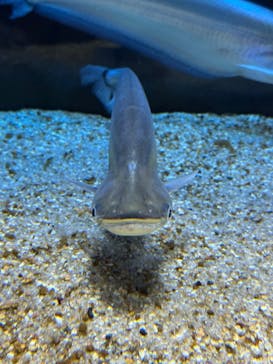 カワスイ 川崎⽔族館に投稿された画像（2025/1/20）