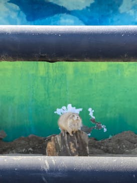 宇都宮動物園に投稿された画像（2025/1/20）