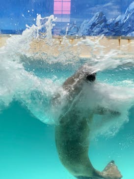下田海中水族館に投稿された画像（2025/1/20）