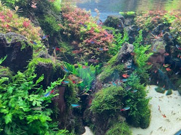 すみだ水族館に投稿された画像（2025/1/20）