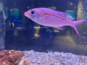 すみだ水族館に投稿された画像（2025/1/20）