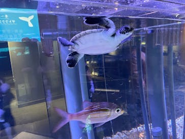 すみだ水族館に投稿された画像（2025/1/20）