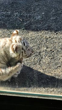 東武動物公園に投稿された画像（2025/1/20）