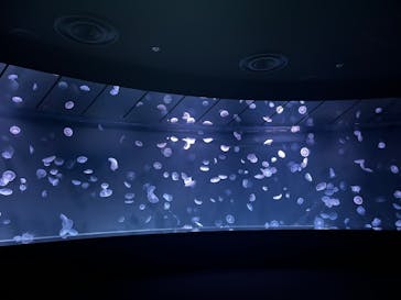 サンシャイン水族館に投稿された画像（2025/1/20）