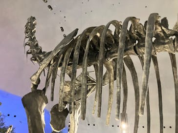 福井県立恐竜博物館に投稿された画像（2025/1/20）