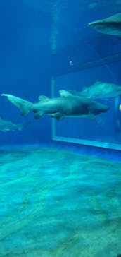 アクアワールド茨城県大洗水族館に投稿された画像（2024/12/21）