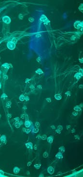 アクアワールド茨城県大洗水族館に投稿された画像（2024/12/21）