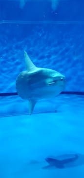 アクアワールド茨城県大洗水族館に投稿された画像（2024/12/21）