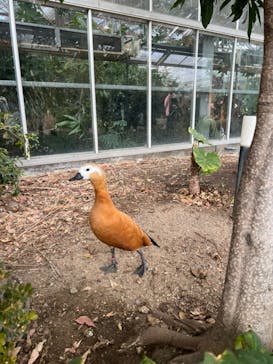 神戸どうぶつ王国に投稿された画像（2025/1/20）