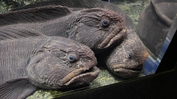 新江ノ島水族館に投稿された画像（2025/1/20）