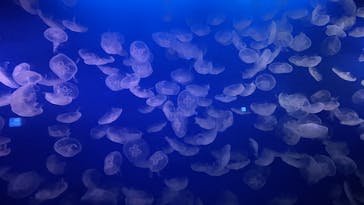 新江ノ島水族館に投稿された画像（2025/1/20）