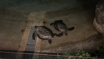 新江ノ島水族館に投稿された画像（2025/1/20）