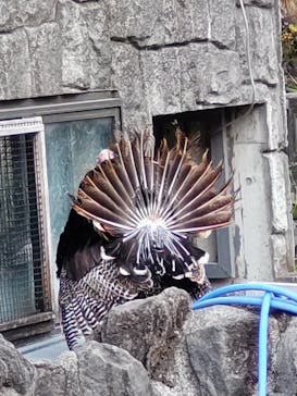 伊豆シャボテン動物公園に投稿された画像（2025/1/20）