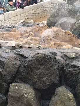 伊豆シャボテン動物公園に投稿された画像（2025/1/20）