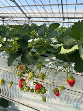 すごう農園直売所ピアッツァに投稿された画像（2025/1/20）