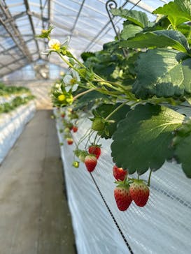 すごう農園直売所ピアッツァに投稿された画像（2025/1/20）