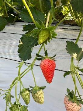 すごう農園直売所ピアッツァに投稿された画像（2025/1/20）