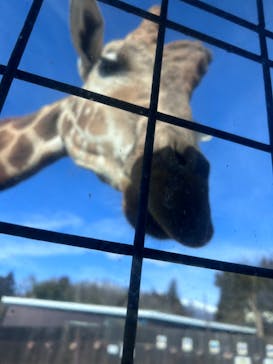 那須サファリパークに投稿された画像（2025/1/20）