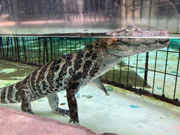 熱川バナナワニ園に投稿された画像（2025/1/20）