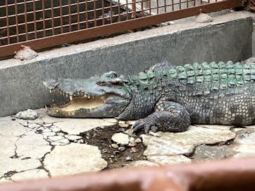 熱川バナナワニ園に投稿された画像（2025/1/20）