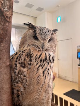 Moff animal cafe イオンモール幕張新都心店に投稿された画像（2025/1/20）