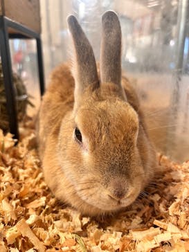 Moff animal cafe イオンモール幕張新都心店に投稿された画像（2025/1/20）