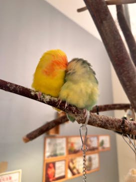 Moff animal cafe イオンモール幕張新都心店に投稿された画像（2025/1/20）