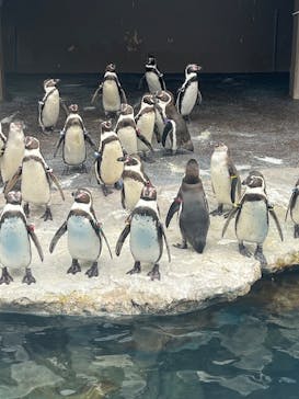 アクアワールド茨城県大洗水族館に投稿された画像（2025/1/20）
