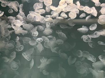 アクアワールド茨城県大洗水族館に投稿された画像（2025/1/20）