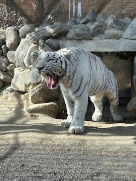 東武動物公園に投稿された画像（2025/1/20）