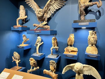 特別展「鳥 ～ゲノム解析が解き明かす新しい鳥類の系統～」国立科学博物館に投稿された画像（2025/1/20）