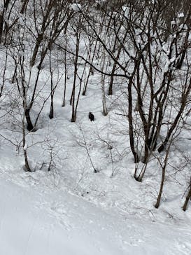 カムイみさかスキー場に投稿された画像（2025/1/20）