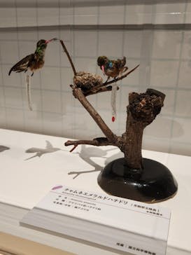 特別展「鳥 ～ゲノム解析が解き明かす新しい鳥類の系統～」国立科学博物館に投稿された画像（2025/1/21）