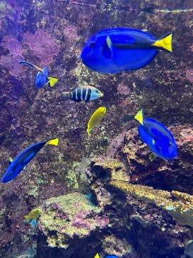 沖縄美ら海水族館に投稿された画像（2025/1/21）