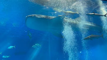 沖縄美ら海水族館に投稿された画像（2025/1/21）