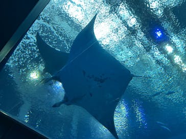 沖縄美ら海水族館に投稿された画像（2025/1/21）