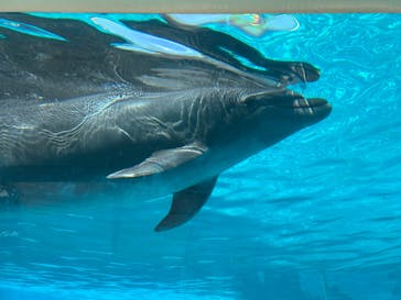 沖縄美ら海水族館に投稿された画像（2025/1/21）