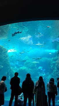 新江ノ島水族館に投稿された画像（2025/1/21）