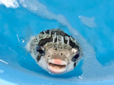 沖縄美ら海水族館（館内体験）に投稿された画像（2025/1/21）