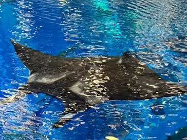 沖縄美ら海水族館（館内体験）に投稿された画像（2025/1/21）