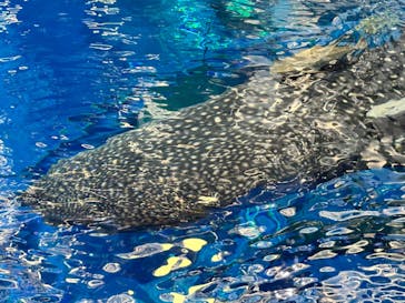 沖縄美ら海水族館（館内体験）に投稿された画像（2025/1/21）