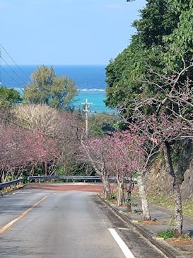 今帰仁城跡に投稿された画像（2025/1/21）