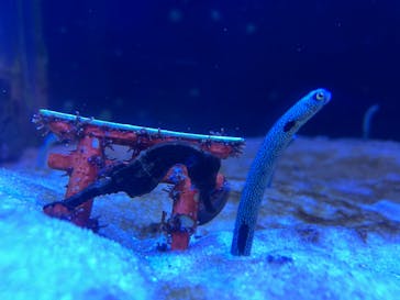 箱根園水族館に投稿された画像（2025/1/21）