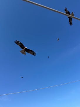 伊根湾めぐり遊覧船に投稿された画像（2025/1/21）