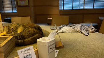 猫カフェモカ　新宿店に投稿された画像（2025/1/21）