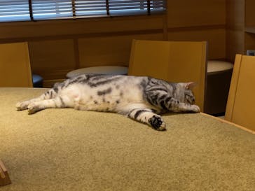 猫カフェモカ　新宿店に投稿された画像（2025/1/21）